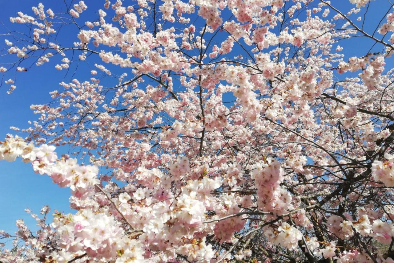 特罗法伊亚赫Gloegglhof住宿加早餐旅馆 外观 照片